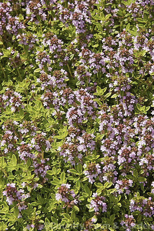 Golden Thyme (<i>Thymus vulgaris 'Aureus'), a cultivar of Common Thyme, a spreading, rather woody-based perennial or subshrub from the western Mediterranean. The foliage is yellow-green when mature and can be used as a culinary herb. Order: Lamiales, Family: Lamiaceae