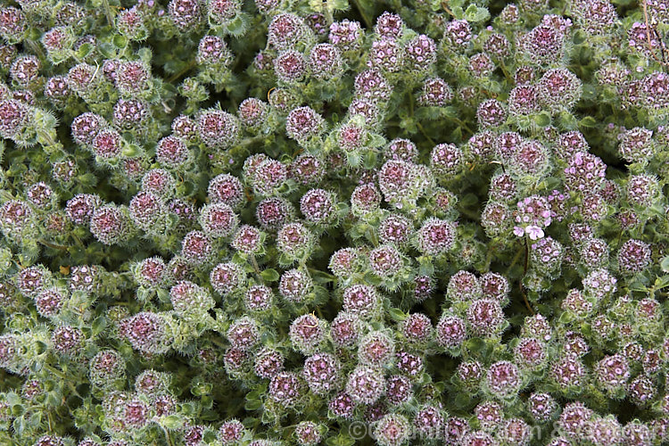 Woolly Thyme (<i>Thymus pseudolanuginosus</i>), a prostrate subshrub with leaves covered in fine hairs. Heads of tiny pink flowers open in summer. The origin of this plant is unclear and it may be a garden hybrid rather than a true species. Order: Lamiales, Family: Lamiaceae