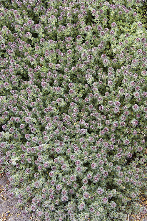 Woolly Thyme (<i>Thymus pseudolanuginosus</i>), a prostrate subshrub with leaves covered in fine hairs. Heads of tiny pink flowers open in summer. The origin of this plant is unclear and it may be a garden hybrid rather than a true species. Order: Lamiales, Family: Lamiaceae