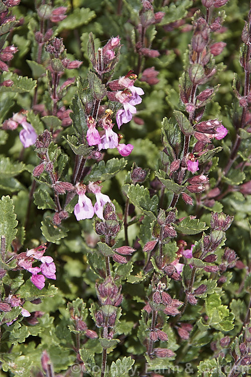 Wall. Germander (<i>Teucrium chamaedrys</i>), a spreading, summer-flowering, 50cm tall subshrub found from western Europe to the Caucasus Although herbalists sometimes use it medicinally, it is cultivated mainly as an ornamental. teucrium-2507htm'>Teucrium.