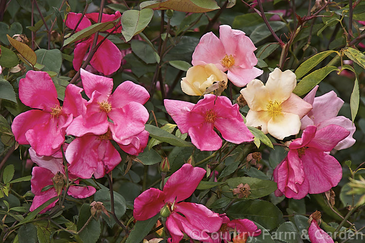 Rosa chinensis 'Mutabilis' (syn 'Tipo. Ideale'), a 25m high form of the China. Rose with bronze new foliage and flowers opening yellow ageing to red. Often all colours of the flower can be seen on the bush at one time. Order: Rosales, Family: Rosaceae