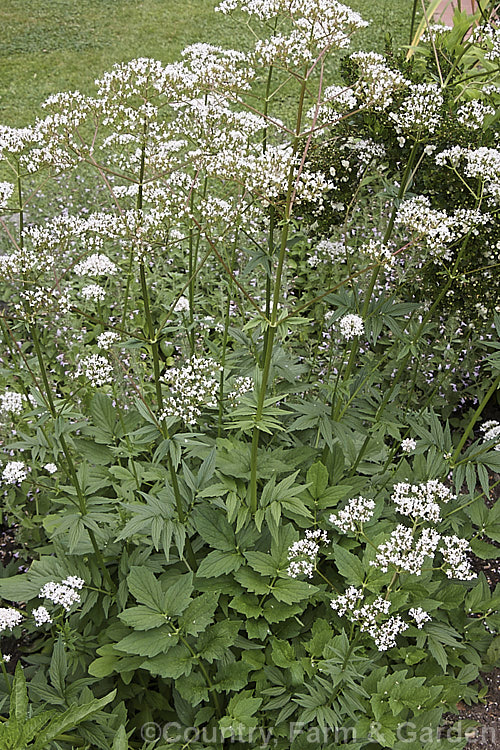 Common Valerian, All. Heal or Garden. Heliotrope (<i>Valeriana officinalis</i>), a summer-flowering perennial native to Europe. The flowers may be white or pale pink. Valerian has been used as a medicinal herb since ancient times and has a wide variety of effects. valeriana-3380htm'>Valeriana. <a href='caprifoliaceae-plant-family-photoshtml'>Caprifoliaceae</a>.