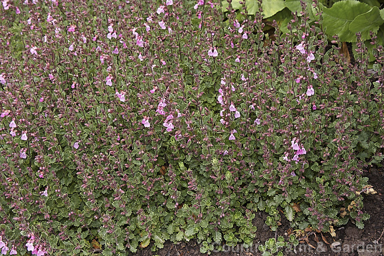 Wall. Germander (<i>Teucrium chamaedrys</i>), a spreading, summer-flowering, 50cm tall subshrub found from western Europe to the Caucasus Although herbalists sometimes use it medicinally, it is cultivated mainly as an ornamental. teucrium-2507htm'>Teucrium.