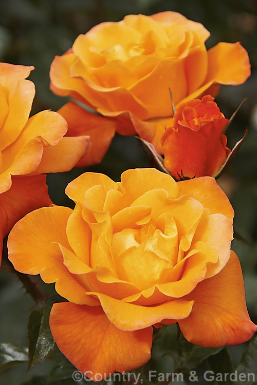 Rosa 'New Year' (syn 'Arcadian' [''Mary Sumner' x seedling]), a Cluster-flowered (<i>Floribunda</i>) bush raised by McGredy of New Zealand and introduced in 1982. Order: Rosales, Family: Rosaceae