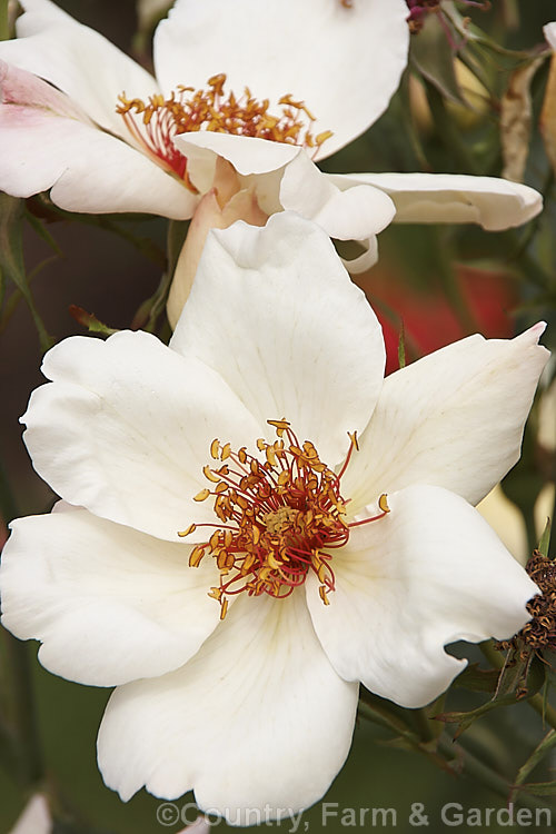 Rosa 'White Wings' ('Dainty. Bess' x Unknown</i>), a Hybrid Tea rose raised in 1947 by Krebs of the United States. The flower have a mild scent and distinctive red anthers that become more conspicuous as the flowers age. Order: Rosales, Family: Rosaceae