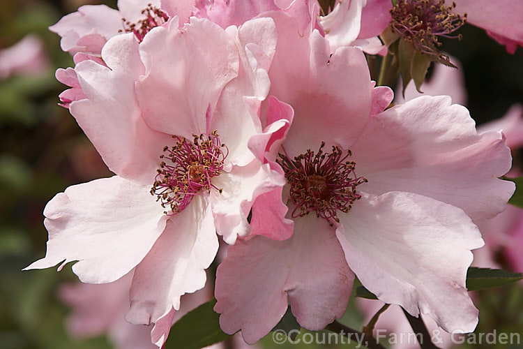 Rosa 'Dainty. Bess', ('Ophelia' x 'Kitchener of Khartoum'), a Large-flowered (<i>Hybrid Tea</i>) shrub rose introduced by Archer of England in 1925. It grows to around 15m tall and the delicate single flowers have a mild spicy scent. Order: Rosales, Family: Rosaceae