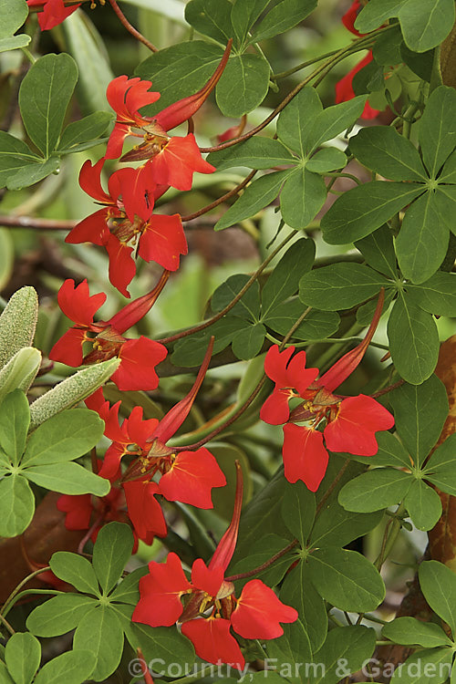 Flame. Nasturtium or Scottish. Flame. Flower (<i>Tropaeolum speciosum</i>), a vivid summer-flowering rhizomatous perennial climber native to Chile. It often naturalises in cool, moist conditions. tropaeolum-3375htm'>Tropaeolum. <a href='tropaeolaceae-plant-family-photoshtml'>Tropaeolaceae</a>.