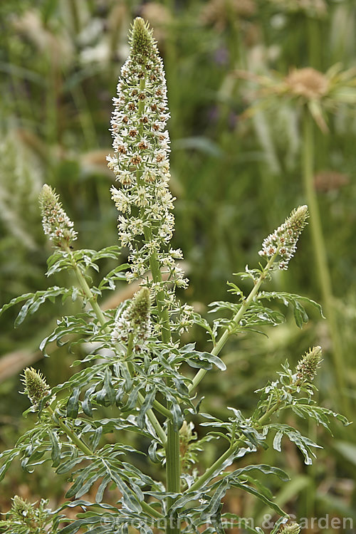 Wild Mignonette (<i>Reseda luteola</i>), an 50cm-13m high annual or short lived perennial originally found from Europe to central Asia. It is sometimes cultivated as a cottage garden plant and also naturalises freely
