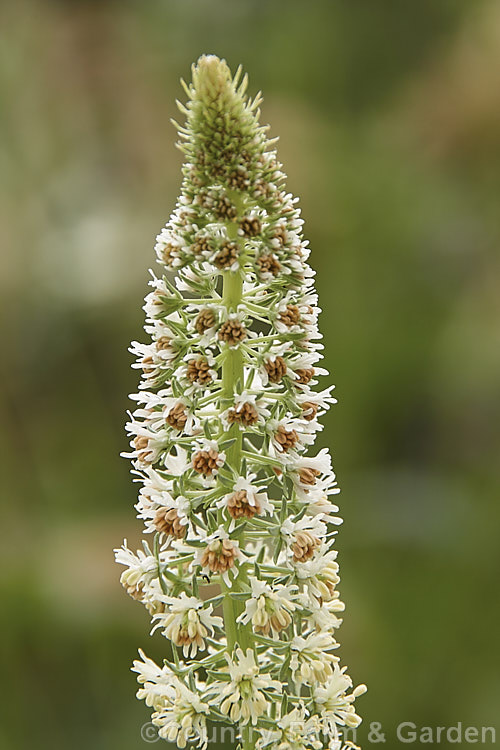 Wild Mignonette (<i>Reseda luteola</i>), an 50cm x 13m high annual or short lived perennial originally found from Europe to central Asia. It is sometimes cultivated as a cottage garden plant and also naturalises freely