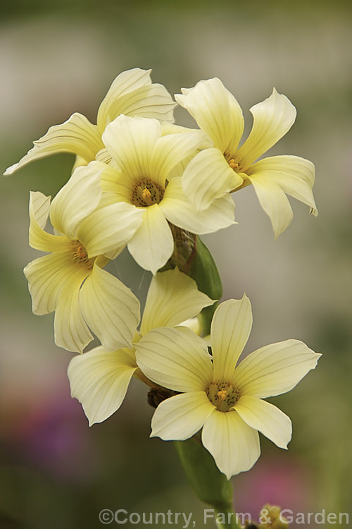 Sisyrinchium striatum (syn. Sisyrinchium nigricans, Phaiophleps nigricans</i>), a 40-80cm tall, late spring- to early summer-flowering iris-like perennial native to Argentina andChile
