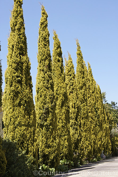 Cupressus sempervirens 'Swane's Golden' (often misspelt 'Swaine's Gold'), an Australian-raised golden-foliaged form of the Italian Cypress. It is very narrow and slow growing, though ultimately around 6m tall Order: Pinales, Family: Cupressaceae