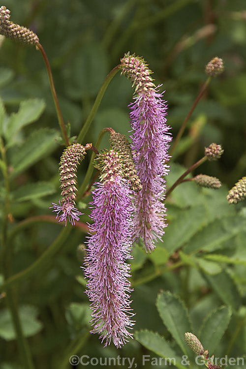 Sanguisorba tenuifolia (<i>Poterium tenuifolium</i>), a late spring to midsummer-flowering herbaceous perennial found in Japan and neighbouring temperate parts of the East Asian mainland. sanguisorba-3276htm'>Sanguisorba.