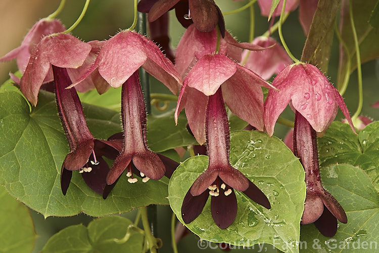 Purple Bells (<i>Rhodochiton atrosanguineum [syn. Lophospermum atrosanguineum]), a twining perennial climber native to Brazil. Its unusually shaped flowers appear mainly in summer. Popular indoors and may be grown outdoors in mild, frost-free areas
