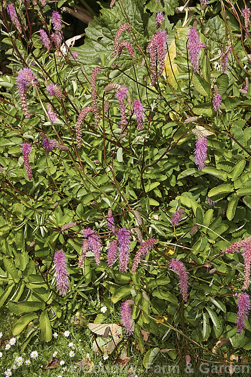 Sanguisorba tenuifolia (<i>Poterium tenuifolium</i>), a late spring to midsummer-flowering herbaceous perennial found in Japan and neighbouring temperate parts of the East Asian mainland. sanguisorba-3276htm'>Sanguisorba.