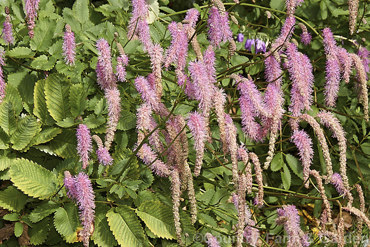 Sanguisorba tenuifolia (<i>Poterium tenuifolium</i>), a late spring to midsummer-flowering herbaceous perennial found in Japan and neighbouring temperate parts of the East Asian mainland. sanguisorba-3276htm'>Sanguisorba.
