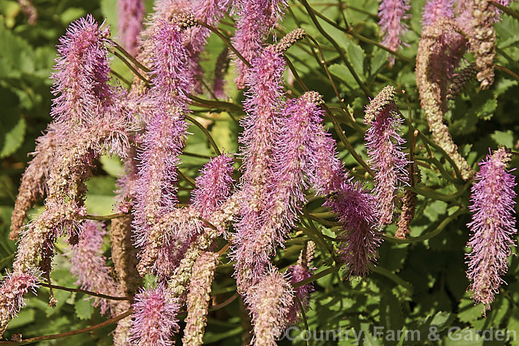 Sanguisorba tenuifolia (<i>Poterium tenuifolium</i>), a late spring to midsummer-flowering herbaceous perennial found in Japan and neighbouring temperate parts of the East Asian mainland. sanguisorba-3276htm'>Sanguisorba.