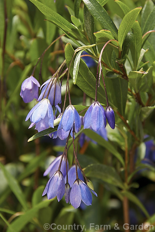 Australian Bluebell (<i>Sollya heterophylla [syn. Sollya fusiformis]), a spring- to autumn-flowering sprawling shrub native to Western Australia. In cultivation it is usually trained as a climber. It also occurs in white- and pink-flowered forms and the flowers are followed by small, oval, dark blue fruits. sollya-3320htm'>Sollya. Order: Apiales, Family: Pittosporaceae