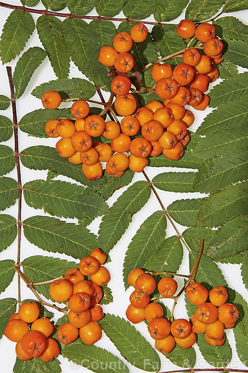 Foliage and fruit of the Rowan or Mountain Ash (<i>Sorbus aucuparia</i>), a small Eurasian deciduous tree. The clusters of orange-red berries follow spring-borne heads of tiny white to cream flowers. The fruit matures early and is ripe by mid- to late summer. sorbus-2143htm'>Sorbus.
