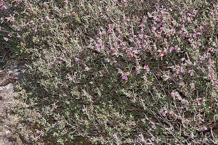 Teucrium subspinosum, an evergreen summer-flowering perennial or subshrub native to Majorca. Its wiry branches bear small spines and the tiny leaves have a white indumentum on the underside. teucrium-2507htm'>Teucrium.