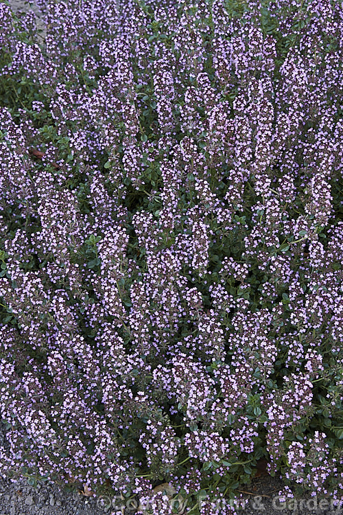 Oregano. Thyme (<i>Thymus nummularius</i>), a procumbent, summer-flowering subshrub found from the Caucasus to Iran. It can spread to cover around 1 square metre and mounds up to 15cm high when in flower. The foliage is strongly aromatic and has culinary uses. Order: Lamiales, Family: Lamiaceae