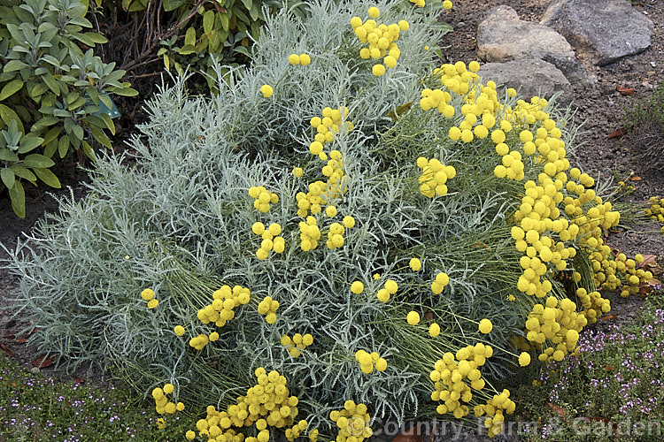 Santolina rosmarinifolia, an evergreen, 30-60cm tall shrub native to the Iberian. Peninsula and southern France. Its small globular flower heads appear from midsummer. It is similar to the more widely grown. Lavender. Cotton (<i>Santolina chamaecyparissus</i>) but the foliage is darker and less downy when young, the flowerheads and the plant are generally a little larger overall. santolina-2485htm'>Santolina.