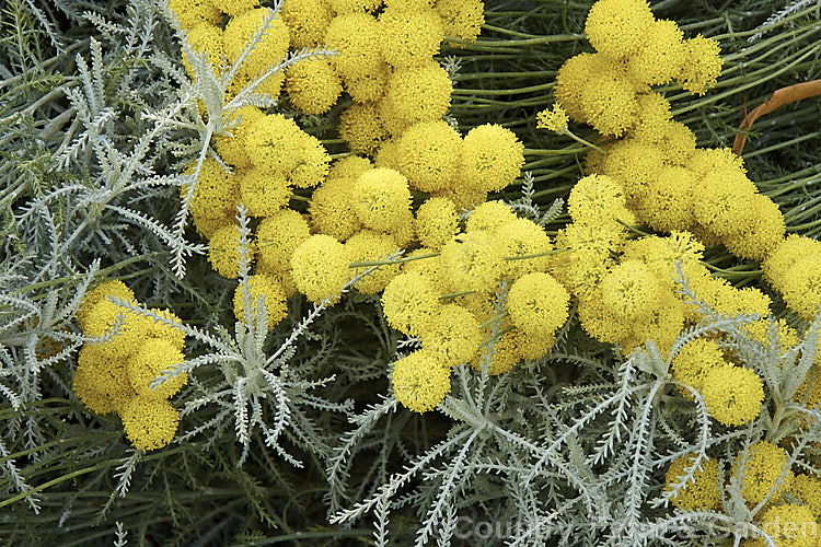 Santolina rosmarinifolia, an evergreen, 30-60cm tall shrub native to the Iberian. Peninsula and southern France. Its small globular flower heads appear from midsummer. It is similar to the more widely grown. Lavender. Cotton (<i>Santolina chamaecyparissus</i>) but the foliage is darker and less downy when young, the flowerheads and the plant are generally a little larger overall. santolina-2485htm'>Santolina.