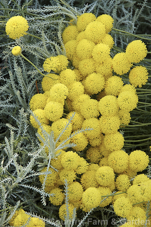 Santolina rosmarinifolia, an evergreen, 30-60cm tall shrub native to the Iberian. Peninsula and southern France. Its small globular flower heads appear from midsummer. It is similar to the more widely grown. Lavender. Cotton (<i>Santolina chamaecyparissus</i>) but the foliage is darker and less downy when young, the flowerheads and the plant are generally a little larger overall. santolina-2485htm'>Santolina.