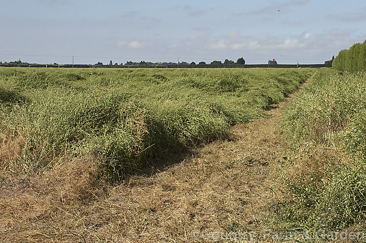 A field of Fodder. Radish (<i>Raphanus sativus</i>), a cover crop grown as stock feed and to control certain soil pests and also for its seed oil. This crop in New Zealand could help lower the incidence of Australian soldier fly larvae in the soil, which is a pest of pasture plants. The garden radishes are also mostly cultivars of Raphanus sativus