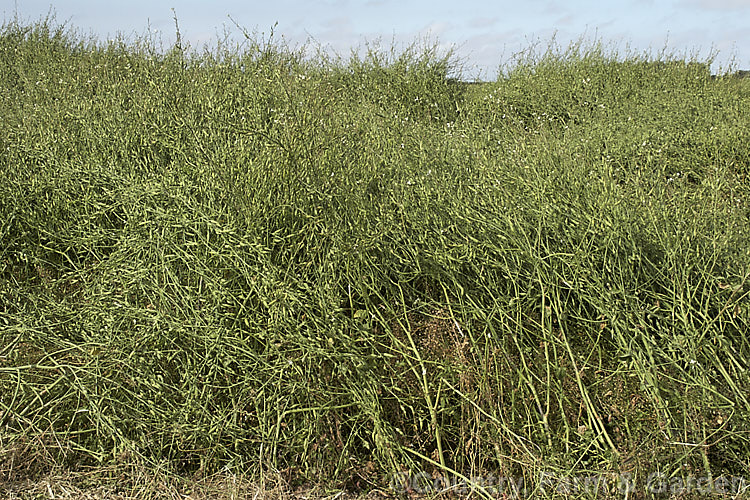 A field of Fodder. Radish (<i>Raphanus sativus</i>), a cover crop grown as stock feed and to control certain soil pests and also for its seed oil. This crop in New Zealand could help lower the incidence of Australian soldier fly larvae in the soil, which is a pest of pasture plants. The garden radishes are also mostly cultivars of Raphanus sativus