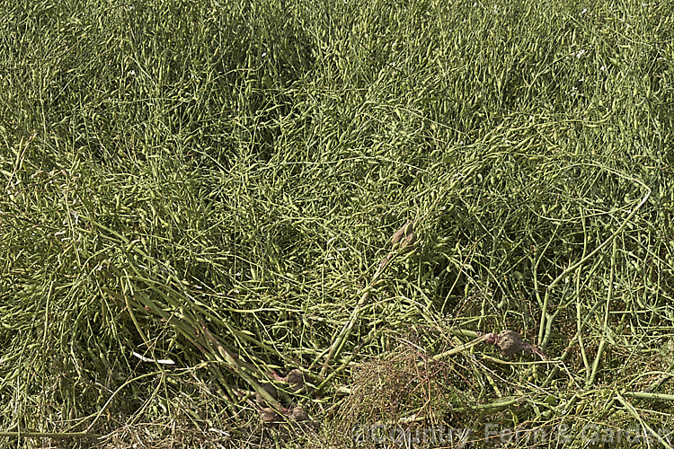 Fodder. Radish (<i>Raphanus sativus</i>), a cover crop grown as stock feed and to control certain soil pests and also for its seed oil. This crop in New Zealand could help lower the incidence of Australian soldier fly larvae in the soil, which is a pest of pasture plants. The garden radishes are also mostly cultivars of Raphanus sativus