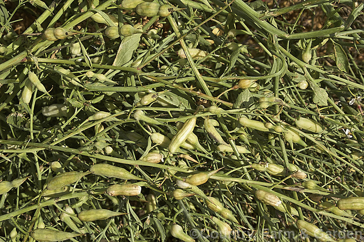 Fodder. Radish (<i>Raphanus sativus</i>), a cover crop grown as stock feed and to control certain soil pests and also for its seed oil. This crop in New Zealand could help lower the incidence of Australian soldier fly larvae in the soil, which is a pest of pasture plants. The garden radishes are also mostly cultivars of Raphanus sativus