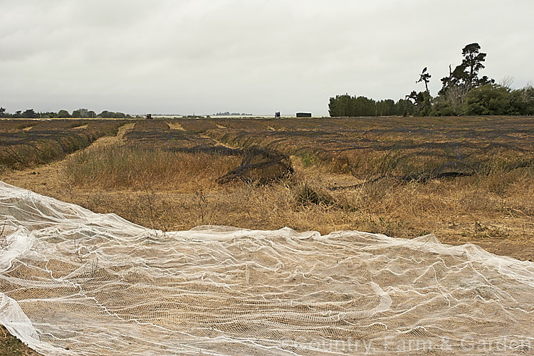A mature field of Fodder. Radish (<i>Raphanus sativus</i>), a cover crop grown as stock feed and to control certain soil pests and also for its seed oil. This crop in New Zealand could help lower the incidence of Australian soldier fly larvae in the soil, which is a pest of pasture plants. The garden radishes are also mostly cultivars of Raphanus sativus