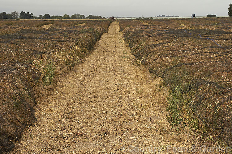 A mature field of Fodder. Radish (<i>Raphanus sativus</i>), a cover crop grown as stock feed and to control certain soil pests and also for its seed oil. This crop in New Zealand could help lower the incidence of Australian soldier fly larvae in the soil, which is a pest of pasture plants. The garden radishes are also mostly cultivars of Raphanus sativus
