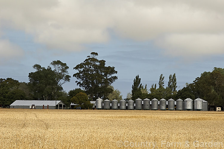 A field of near-mature wheat (<i>Triticum aestivum</i>) with the silos that will eventually hold the crop <span style='color:red'>Note:</span> this image intentionally includes some heat haze or shimmer. triticum-2291htm'>Triticum. .