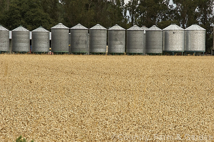 A field of near-mature wheat (<i>Triticum aestivum</i>) with the silos that will eventually hold the crop <span style='color:red'>Note:</span> this image intentionally includes some heat haze or shimmer. triticum-2291htm'>Triticum. .