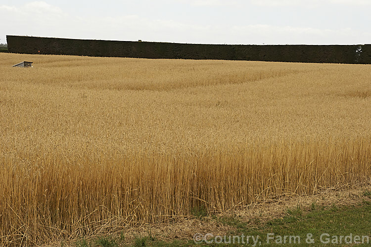 Part of a field of near-mature wheat (<i>Triticum aestivum</i>). This is a rather tall cultivar; most modern wheat varieties are much shorter and heavier cropping, which makes them easier to harvest, with less chaff and greater productivity. triticum-2291htm'>Triticum. .