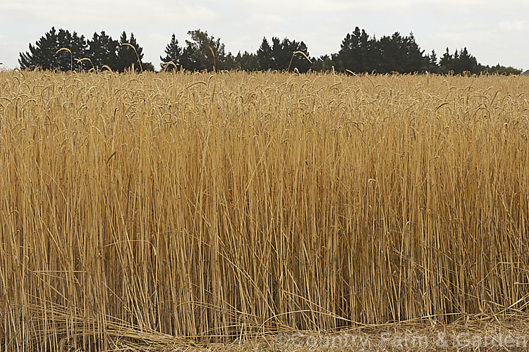 Part of a field of near-mature wheat (<i>Triticum aestivum</i>). This is a rather tall cultivar; most modern wheat varieties are much shorter and heavier cropping, which makes them easier to harvest, with less chaff and greater productivity. triticum-2291htm'>Triticum. .