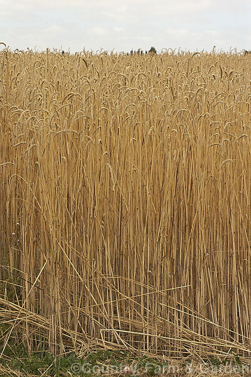 Part of a field of near-mature wheat (<i>Triticum aestivum</i>). This is a rather tall cultivar; most modern wheat varieties are much shorter and heavier cropping, which makes them easier to harvest, with less chaff and greater productivity. triticum-2291htm'>Triticum. .
