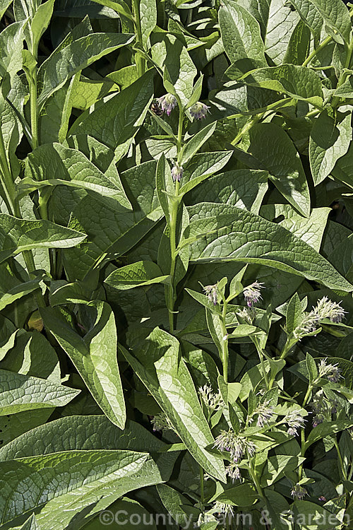 Comfrey (<i>Symphytum officinale</i>), a strong-growing herbaceous perennial native to eastern-central Europe. It is widely grown as a medicinal herb and for its bold foliage. In addition to being used to treat wounds, comfrey is sometimes known as knit-bone, for its ability to help set broken bones. symphytum-2299htm'>Symphytum.