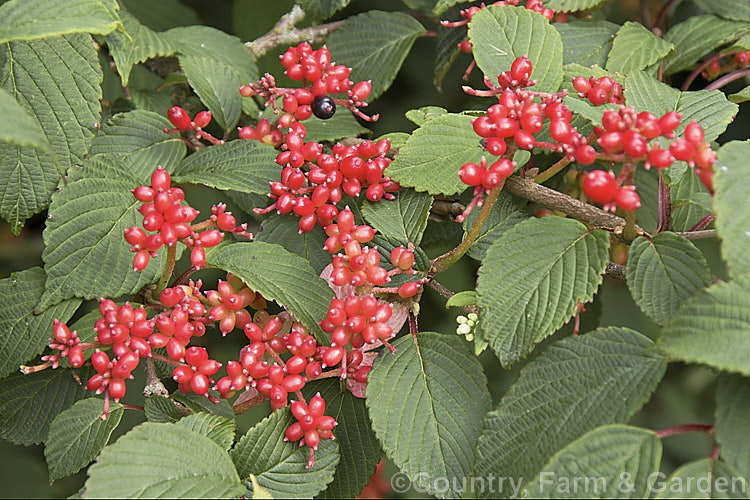 The ripening berries of Viburnum plicatum 'Pink Beauty', a cultivar of a common. Chinese and Japanese spring-flowering deciduous shrub. The fruit will be w very dark red when mature 'Pink Beauty' has relatively small leaves and conspicuous sterile flowers with white bracts that age to bright pink. viburnum-2081htm'>Viburnum.. viburnum-2081htm'>Viburnum. <a href='adoxaceae-plant-family-photoshtml'>Adoxaceae</a>.