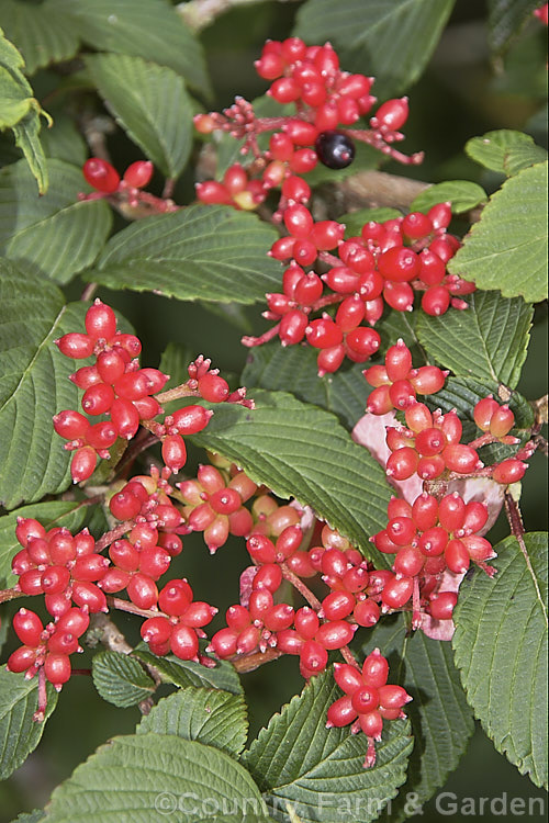 The ripening berries of Viburnum plicatum 'Pink Beauty', a cultivar of a common. Chinese and Japanese spring-flowering deciduous shrub. The fruit will be w very dark red when mature 'Pink Beauty' has relatively small leaves and conspicuous sterile flowers with white bracts that age to bright pink. viburnum-2081htm'>Viburnum.. viburnum-2081htm'>Viburnum. <a href='adoxaceae-plant-family-photoshtml'>Adoxaceae</a>.