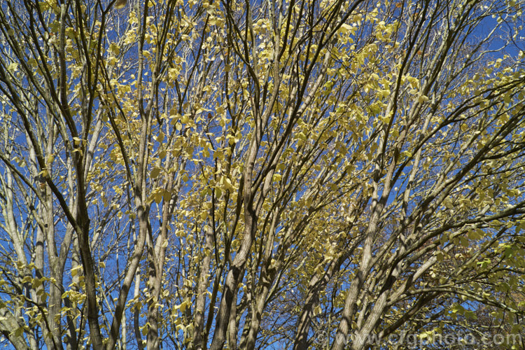 The last of the autumn foliage of the Golden Wych Elm (<i>Ulmus glabra 'Lutescens'), drained of most of its colour. A cultivar of the Scotch Elm or Wych Elm, 'Lutescens' has soft buttery yellow spring foliage that matures to bright yellow (lime green where shaded</i>) before turning golden in autumn. It grows to around 15m tall, with a slightly wider spread. It is quite easily confused with the Golden Elm (<i>Ulmus procera 'Louis van Houtte'), but has larger, softer leaves. Order: Rosales, Family: Ulmaceae