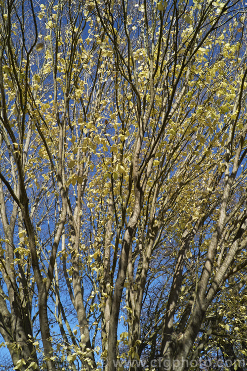 The last of the autumn foliage of the Golden Wych Elm (<i>Ulmus glabra 'Lutescens'), drained of most of its colour. A cultivar of the Scotch Elm or Wych Elm, 'Lutescens' has soft buttery yellow spring foliage that matures to bright yellow (lime green where shaded</i>) before turning golden in autumn. It grows to around 15m tall, with a slightly wider spread. It is quite easily confused with the Golden Elm (<i>Ulmus procera 'Louis van Houtte'), but has larger, softer leaves. Order: Rosales, Family: Ulmaceae