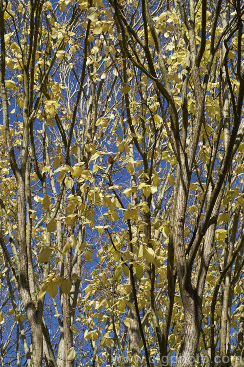 The last of the autumn foliage of the Golden Wych Elm (<i>Ulmus glabra 'Lutescens'), drained of most of its colour. A cultivar of the Scotch Elm or Wych Elm, 'Lutescens' has soft buttery yellow spring foliage that matures to bright yellow (lime green where shaded</i>) before turning golden in autumn. It grows to around 15m tall, with a slightly wider spread. It is quite easily confused with the Golden Elm (<i>Ulmus procera 'Louis van Houtte'), but has larger, softer leaves. Order: Rosales, Family: Ulmaceae
