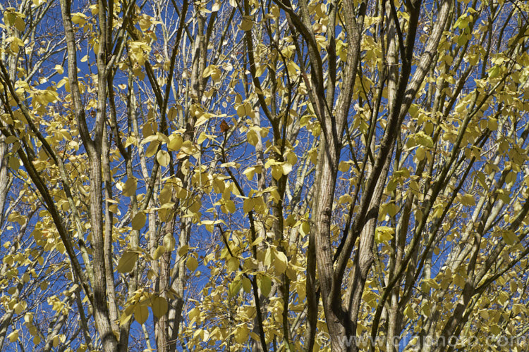 The last of the autumn foliage of the Golden Wych Elm (<i>Ulmus glabra 'Lutescens'), drained of most of its colour. A cultivar of the Scotch Elm or Wych Elm, 'Lutescens' has soft buttery yellow spring foliage that matures to bright yellow (lime green where shaded</i>) before turning golden in autumn. It grows to around 15m tall, with a slightly wider spread. It is quite easily confused with the Golden Elm (<i>Ulmus procera 'Louis van Houtte'), but has larger, softer leaves. Order: Rosales, Family: Ulmaceae