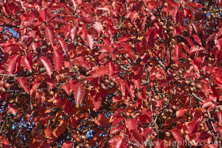 The late autumn foliage of Pyrus calleryana 'Aristocrat', a strongly upright cultivar of the Callery Pear, a deciduous tree native to China 'Aristocrat' grows to around 13m tall, has masses of white flowers in spring, bright red autumn foliage and unlike the species its branches are thornless. The fruit may be red-tinted, though this is sometimes masked by the russet overtones 'Aristocrat' is a popular street tree. Order: Rosales, Family: Rosaceae