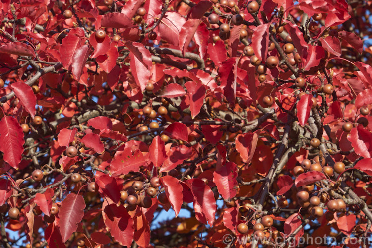 The late autumn foliage of Pyrus calleryana 'Aristocrat', a strongly upright cultivar of the Callery Pear, a deciduous tree native to China 'Aristocrat' grows to around 13m tall, has masses of white flowers in spring, bright red autumn foliage and unlike the species its branches are thornless. The fruit may be red-tinted, though this is sometimes masked by the russet overtones 'Aristocrat' is a popular street tree. Order: Rosales, Family: Rosaceae