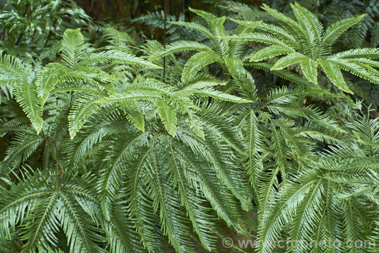 Fan Fern (<i>Sticherus flabellatus</i>), an evergreen fern native to southeastern Australia, much of New Zealand and also. Papua. New Guinea and New Caledonia. Its shining fronds weep somewhat, with a graceful layered effect. Order: Gleicheniales, Family: Gleicheniaceae