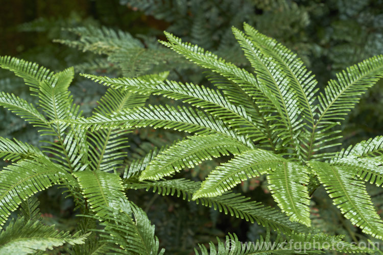 Fan Fern (<i>Sticherus flabellatus</i>), an evergreen fern native to southeastern Australia, much of New Zealand and also. Papua. New Guinea and New Caledonia. Its shining fronds weep somewhat, with a graceful layered effect. Order: Gleicheniales, Family: Gleicheniaceae