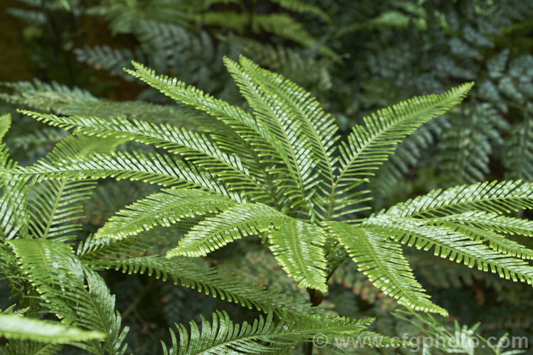 Fan Fern (<i>Sticherus flabellatus</i>), an evergreen fern native to southeastern Australia, much of New Zealand and also. Papua. New Guinea and New Caledonia. Its shining fronds weep somewhat, with a graceful layered effect. Order: Gleicheniales, Family: Gleicheniaceae